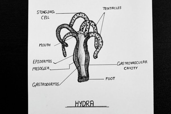 Kraken сайт даркнет