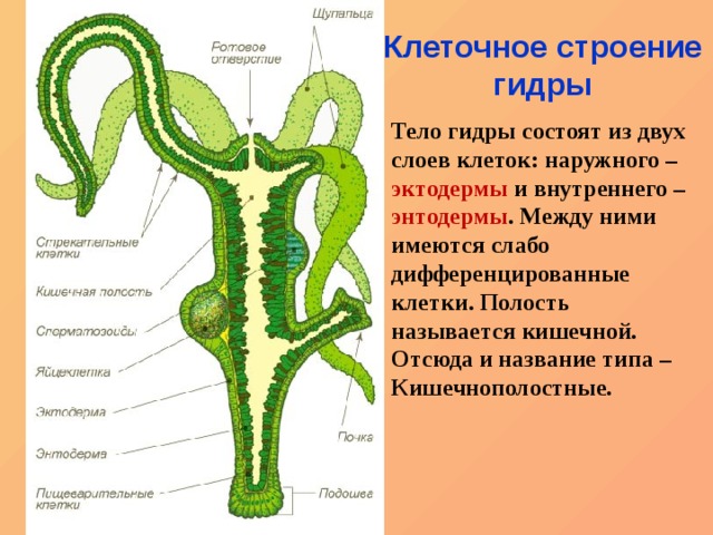 Кракен сайт