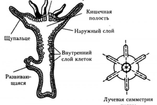 Kraken ссылка kraken clear com